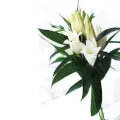Białe Lilie
