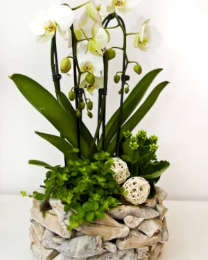 Kompozycja Bluszcz - dodatkowe zdjęcie