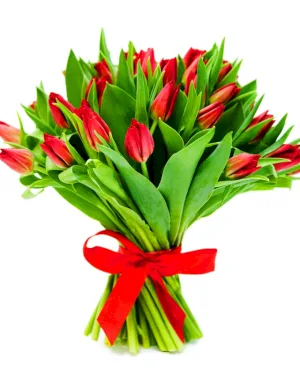 Czerwone Tulipany - dodatkowe zdjęcie