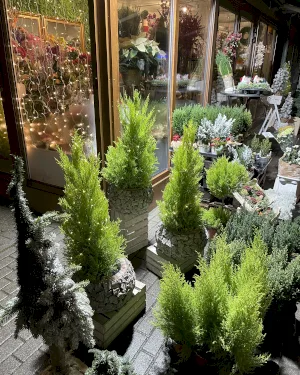 Cyprys - dodatkowe zdjęcie