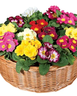 Koszyk Prymulek - dodatkowe zdjęcie