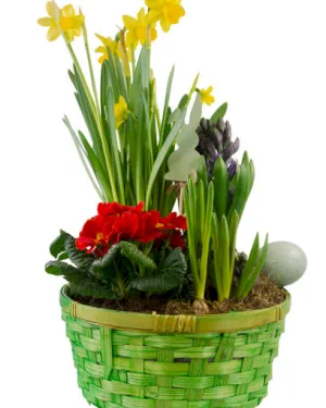 Wiosenny Koszyczek